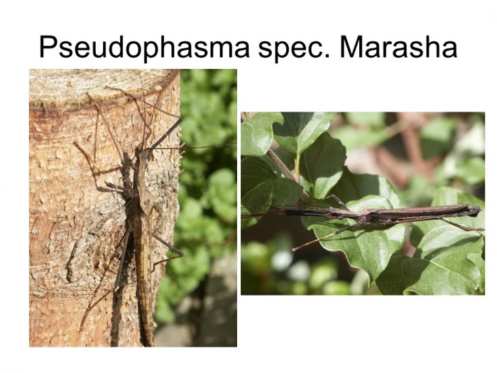 Pseudophasma sp. Marasha